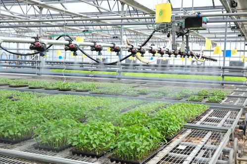 延慶區現代化育苗工廠 科技賦能農業，保障農產品穩定供應